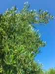 Olive Tree Branches