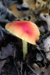 Orange Amanita Mushroom In Leaves 2