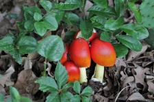 Orange Amanita Mushrooms