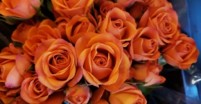 Orange Roses Flower Background