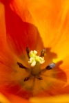Orange Tulip Closeup