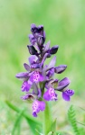 Orchid Flower Purple Wild