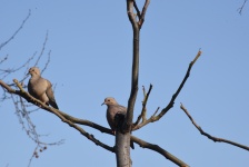 Pair Of Mourning Doves