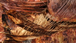 Palm Bark Background