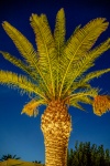 Palm Tree At Night