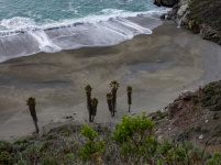 Palm Trees On Ocean Shore