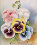 Pansy Flowers Vintage