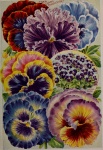 Pansy Pansies Flowers 1910