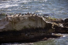 Pelicans On A Rock