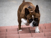 Pet Dog Climbing Stairs