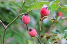 Pink And Green Rosehips