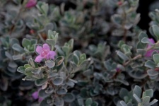 Pink And Grey Variegated Plant