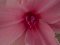 Pink Flower Stamen
