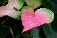 Pink Heart Shaped Flower
