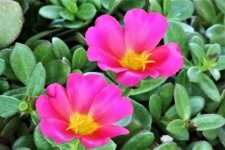 Pink Purslane Flowers Close-up