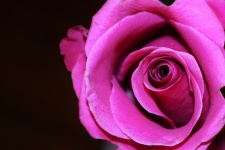 Pink Rose Bud Macro On Black