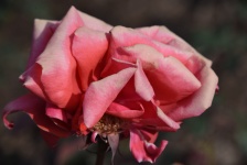 Pink Rose Full Bloom