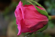 Pink Rose Profile