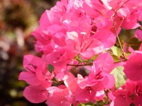 Pink Tropical Flowers Growing