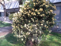 Plant With Yellow Flowers