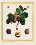 Plum Vintage Botanical Print