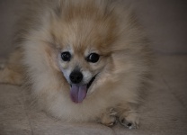 Pomeranian Dog Portrait