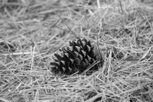 Pine Cone Fallen To The Ground