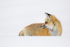 Portrait Of A Red Fox