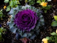 Purple And Green Flower Plant