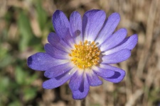 Purple Carolina Anemone Close-up