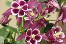 Purple Columbine Flowers Close-up