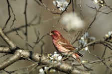 Purple House Finch In Tree Blossoms