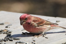 Purple House Finch On Table