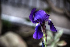 Purple Iris Isolated