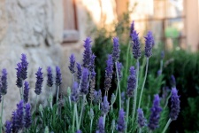 Purple Lavender Plants