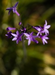 Purple Star Flower Vertical