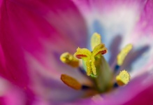 Purple Tulip Closeup