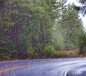 Rainy Forest Highway