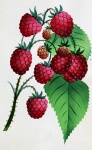 Raspberry Rubus 1872