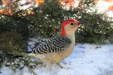Red-bellied Woodpecker In Snow