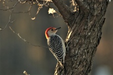 Red-bellied Woodpecker In Spring