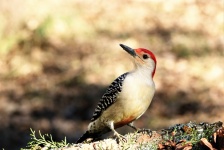 Red-bellied Woodpecker Portrait 2
