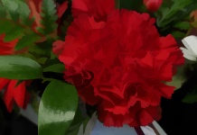 Red Carnation Flower Painted