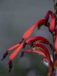 Red Flowering Plant