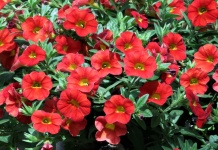 Red Petunias Close-up