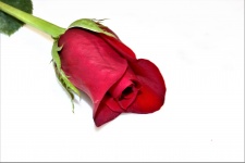 Red Rose Bud Isolated On White