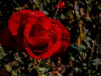 Red Rose With Droplets