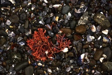 Red Seaweed Glass Beach Background