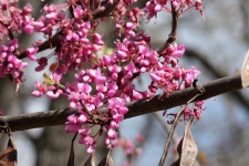 Redbud Tree Blooms Close-up