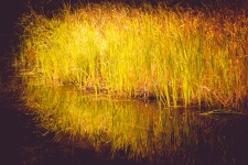 Reeds In Autumn